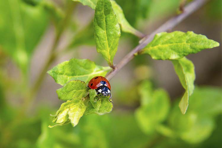 bladluizen bestrijden natuurlijk tuin welkoop